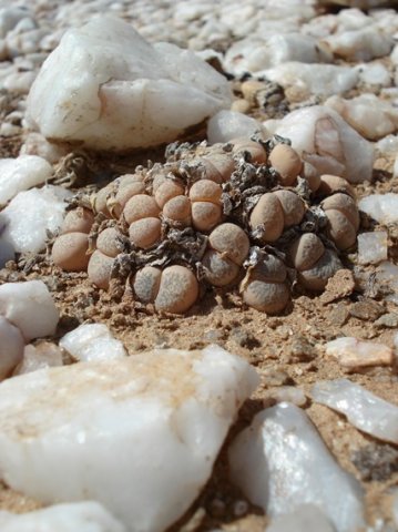 Lithops herrei
